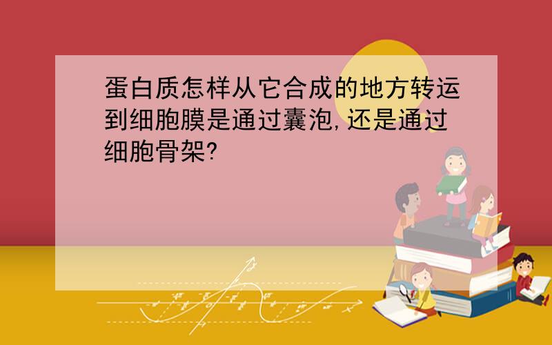 蛋白质怎样从它合成的地方转运到细胞膜是通过囊泡,还是通过细胞骨架?