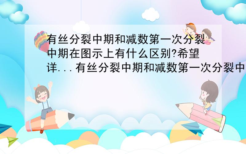 有丝分裂中期和减数第一次分裂中期在图示上有什么区别?希望详...有丝分裂中期和减数第一次分裂中期在图示上有什么区别?希望详细点儿^-^