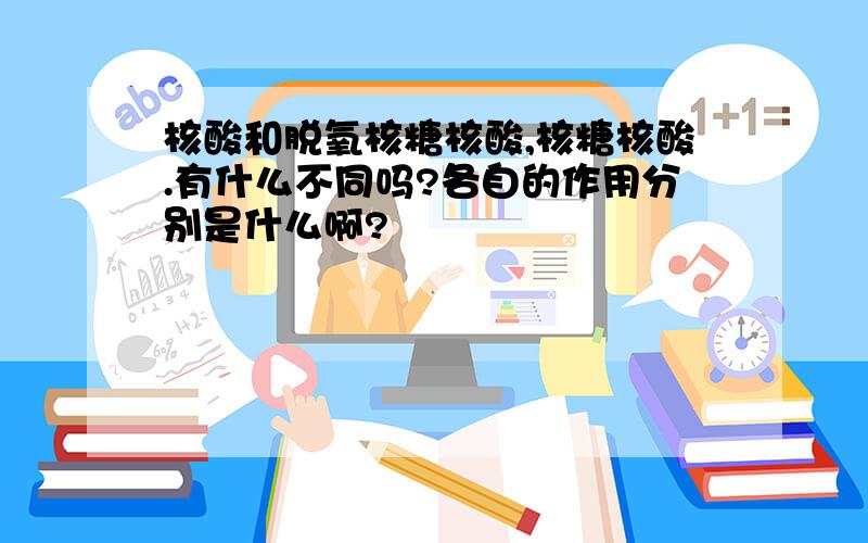 核酸和脱氧核糖核酸,核糖核酸.有什么不同吗?各自的作用分别是什么啊?