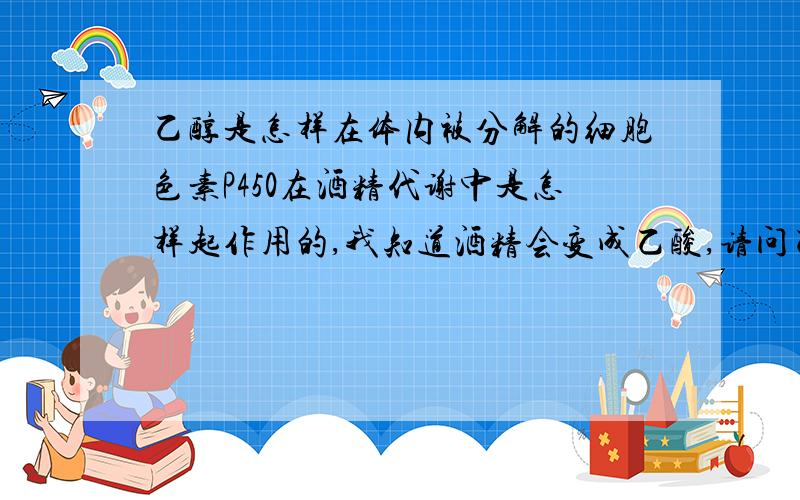 乙醇是怎样在体内被分解的细胞色素P450在酒精代谢中是怎样起作用的,我知道酒精会变成乙酸,请问乙酸会变为乙酰CoA吗?过程怎样?