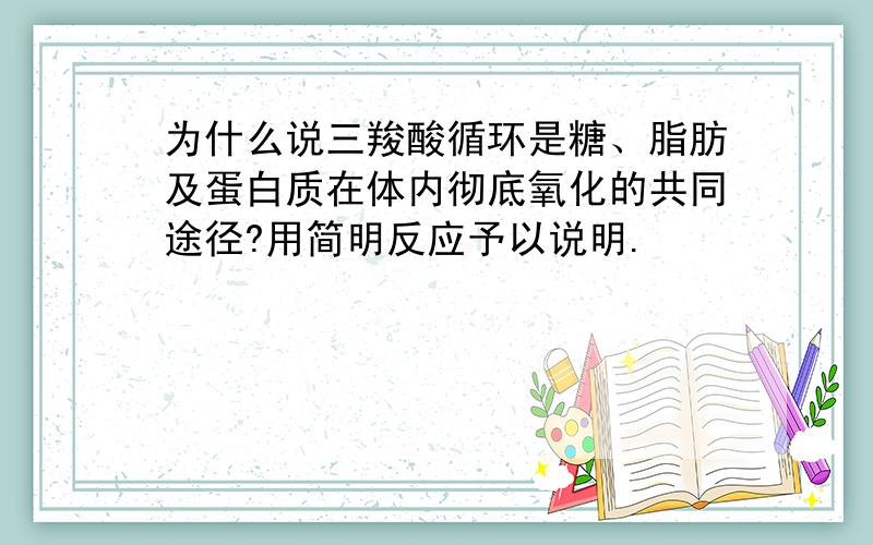 为什么说三羧酸循环是糖、脂肪及蛋白质在体内彻底氧化的共同途径?用简明反应予以说明.