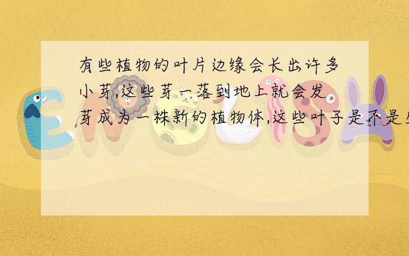 有些植物的叶片边缘会长出许多小芽,这些芽一落到地上就会发芽成为一株新的植物体,这些叶子是不是生殖器