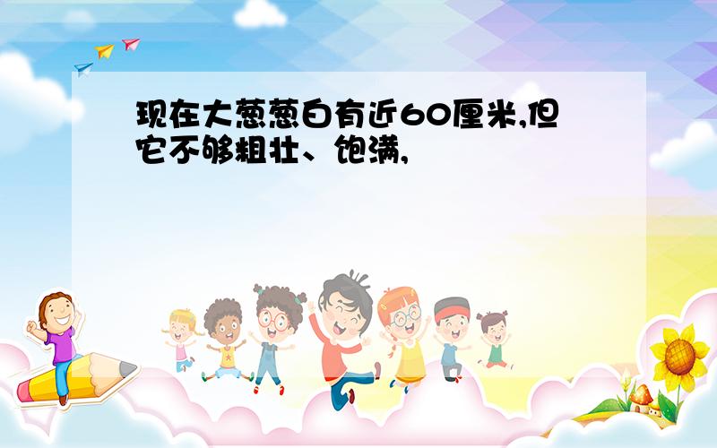 现在大葱葱白有近60厘米,但它不够粗壮、饱满,