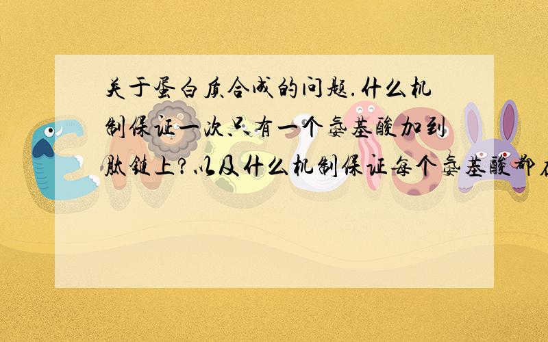 关于蛋白质合成的问题.什么机制保证一次只有一个氨基酸加到肽链上?以及什么机制保证每个氨基酸都在正确的位置上?