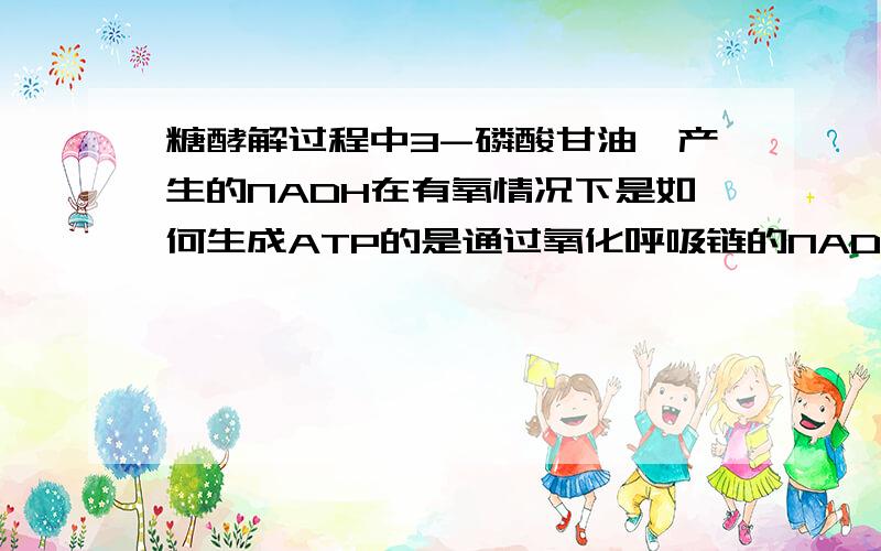 糖酵解过程中3-磷酸甘油醛产生的NADH在有氧情况下是如何生成ATP的是通过氧化呼吸链的NADH途径 产生2.5个ATP还是 琥珀酸链产生1.5个ATP为什麽书上有2种答案