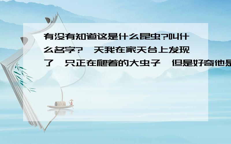 有没有知道这是什么昆虫?叫什么名字?一天我在家天台上发现了一只正在爬着的大虫子,但是好奇他是什么虫子可以这么大!以前都没有发现...