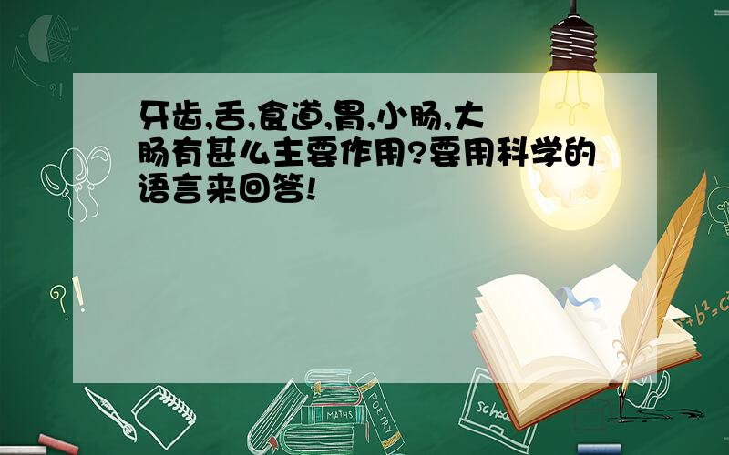 牙齿,舌,食道,胃,小肠,大肠有甚么主要作用?要用科学的语言来回答!