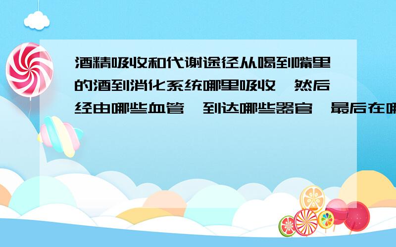 酒精吸收和代谢途径从喝到嘴里的酒到消化系统哪里吸收,然后经由哪些血管,到达哪些器官,最后在哪里被分解（或排除）.另外,酒喝下去后是在胃里停留教久,还是很快就排到肠子了?被吸收了