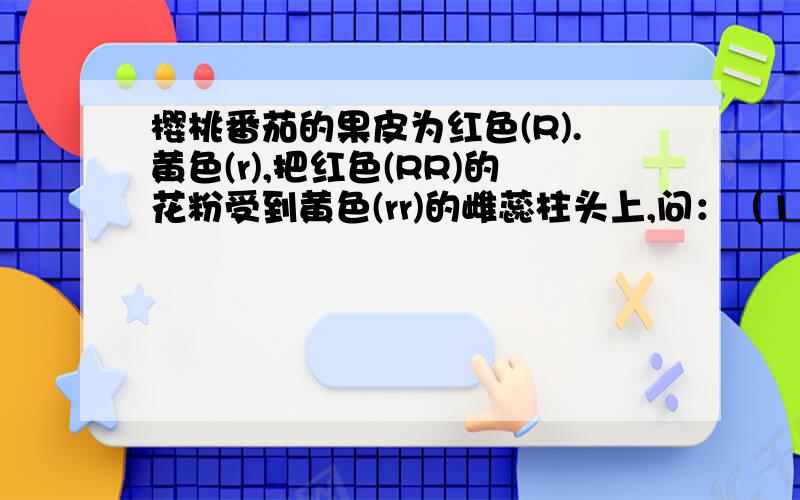 樱桃番茄的果皮为红色(R).黄色(r),把红色(RR)的花粉受到黄色(rr)的雌蕊柱头上,问：（1）所结果实果皮为：（2）所结种子中种皮、胚、胚乳的基因组成：（3）将此番茄的种子种下去，经自花