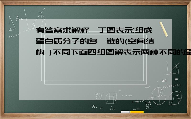 有答案求解释】丁图表示:组成蛋白质分子的多肽链的(空间结构 )不同下面四组图解表示两种不同的蛋白质分子.试根据蛋白质分子结构的多样性,说明每组图解的含义. 丁图表示:组成蛋白质分