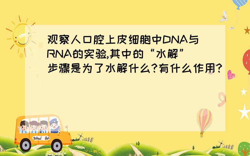 观察人口腔上皮细胞中DNA与RNA的实验,其中的“水解”步骤是为了水解什么?有什么作用?