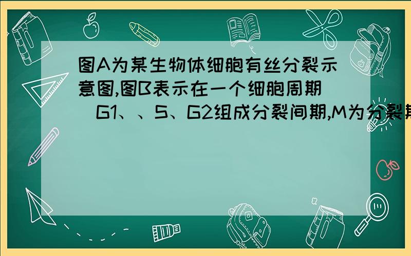 图A为某生物体细胞有丝分裂示意图,图B表示在一个细胞周期（G1、、S、G2组成分裂间期,M为分裂期）中细胞核内DNA含量的变化曲线,图C表示处于一个细胞周期中各个时期细胞数目的变化,请据图