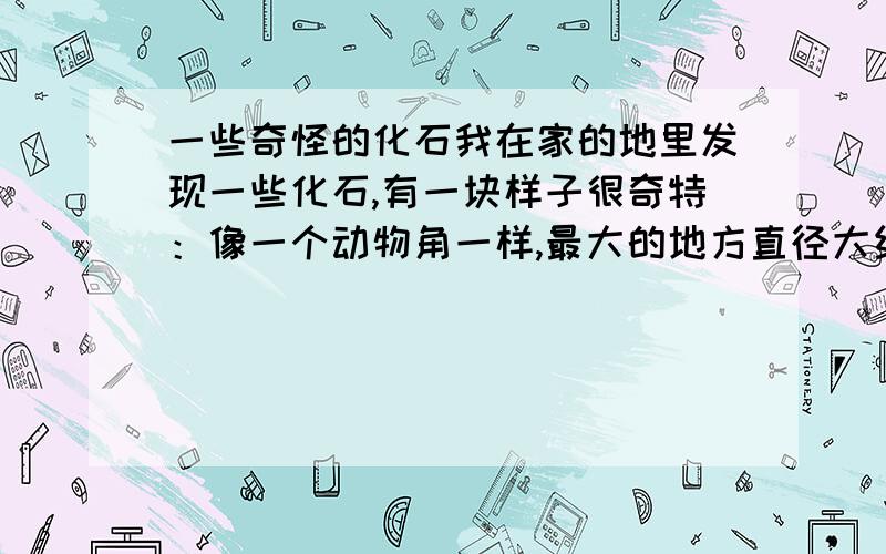 一些奇怪的化石我在家的地里发现一些化石,有一块样子很奇特：像一个动物角一样,最大的地方直径大约30到40mm,内面像竹笋一样,不知为何物?听说以前我们那地方是海洋,那样的话那就是海洋