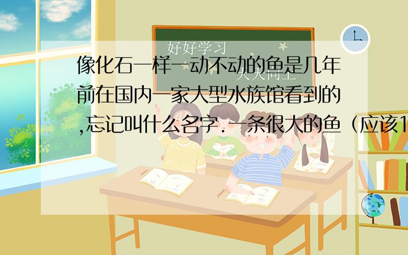 像化石一样一动不动的鱼是几年前在国内一家大型水族馆看到的,忘记叫什么名字.一条很大的鱼（应该1米多吧）,胖鱼的外形（鱼的形状）,大概椭圆,但看上去像石头做的!我记得看了很久,但