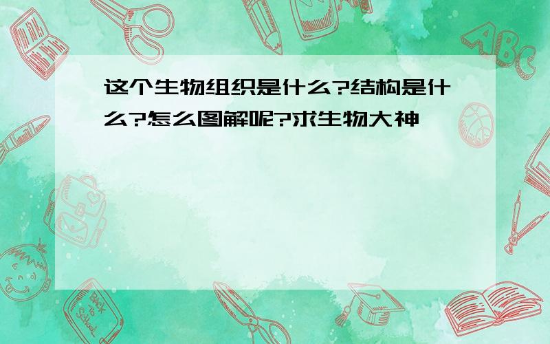 这个生物组织是什么?结构是什么?怎么图解呢?求生物大神