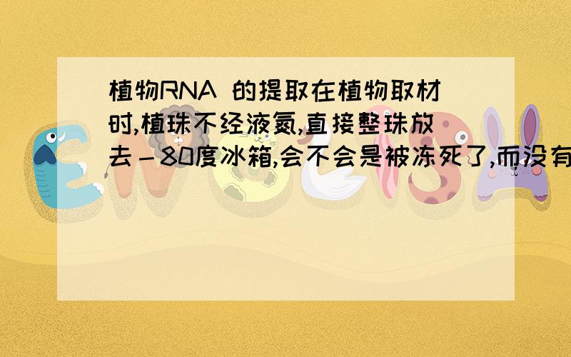 植物RNA 的提取在植物取材时,植珠不经液氮,直接整珠放去－80度冰箱,会不会是被冻死了,而没有RNA了?