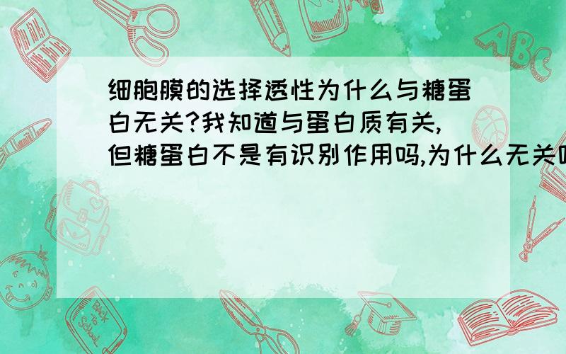 细胞膜的选择透性为什么与糖蛋白无关?我知道与蛋白质有关,但糖蛋白不是有识别作用吗,为什么无关呢?