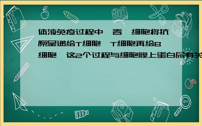 体液免疫过程中,吞噬细胞将抗原呈递给T细胞,T细胞再给B细胞,这2个过程与细胞膜上蛋白尿有关没有,是什么方式进行的,