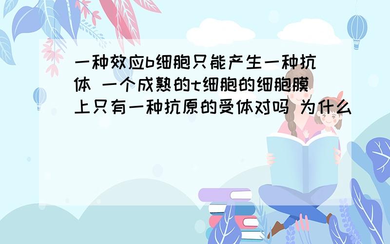 一种效应b细胞只能产生一种抗体 一个成熟的t细胞的细胞膜上只有一种抗原的受体对吗 为什么