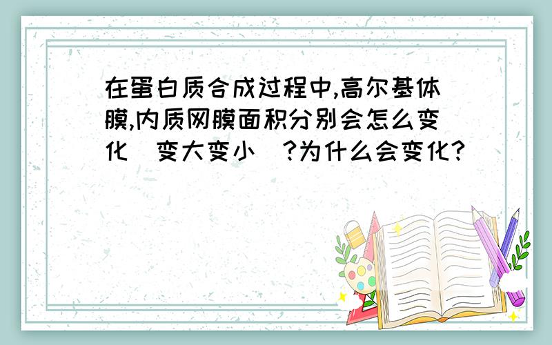 在蛋白质合成过程中,高尔基体膜,内质网膜面积分别会怎么变化（变大变小）?为什么会变化?