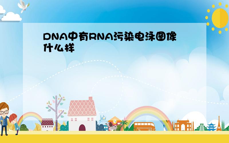 DNA中有RNA污染电泳图像什么样