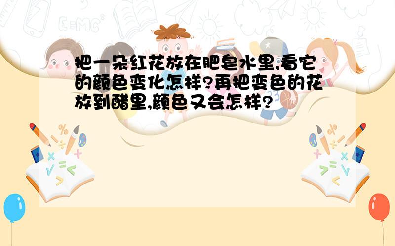 把一朵红花放在肥皂水里,看它的颜色变化怎样?再把变色的花放到醋里,颜色又会怎样?