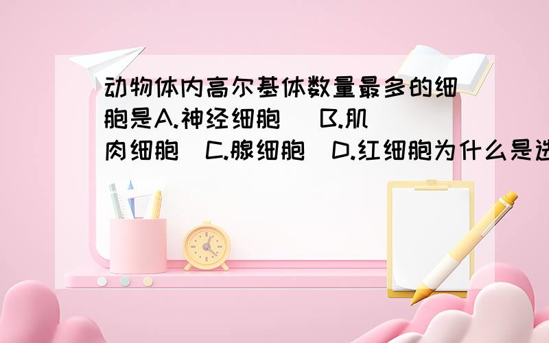 动物体内高尔基体数量最多的细胞是A.神经细胞   B.肌肉细胞  C.腺细胞  D.红细胞为什么是选C