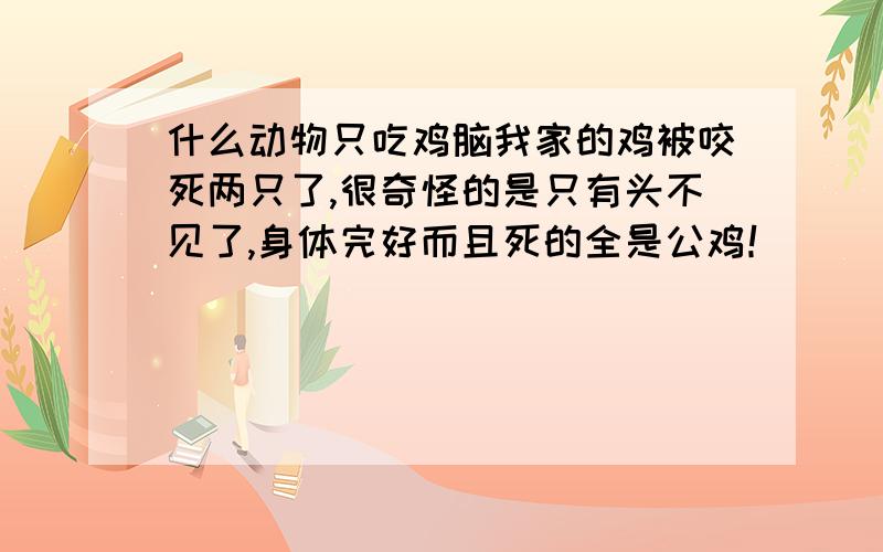 什么动物只吃鸡脑我家的鸡被咬死两只了,很奇怪的是只有头不见了,身体完好而且死的全是公鸡！