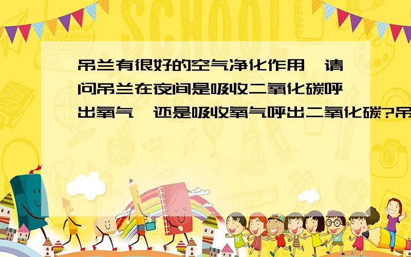 吊兰有很好的空气净化作用,请问吊兰在夜间是吸收二氧化碳呼出氧气,还是吸收氧气呼出二氧化碳?吊兰有很好的空气净化作用,请问吊兰在夜间是吸收二氧化碳呼出氧气,还是吸收氧气呼出二