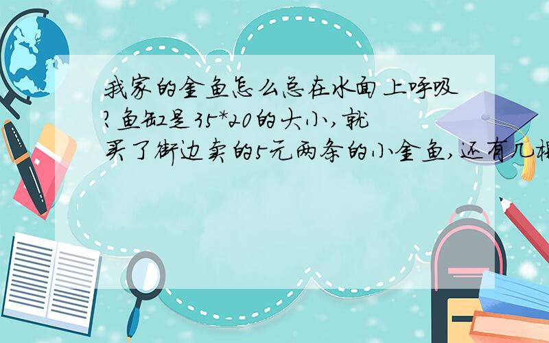 我家的金鱼怎么总在水面上呼吸?鱼缸是35*20的大小,就买了街边卖的5元两条的小金鱼,还有几棵水草和小石子,昨天到家就用困好的水饲养的,今天发现经常上水面上呼吸,难道就养两条鱼也要加