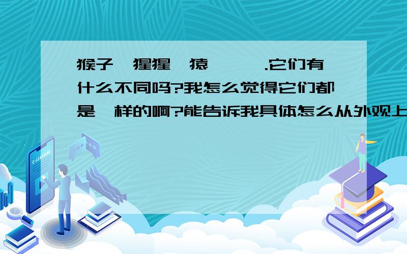 猴子,猩猩,猿,狒狒.它们有什么不同吗?我怎么觉得它们都是一样的啊?能告诉我具体怎么从外观上分辨出它们吗?最好说下相同点和不同点,以及分辨的方法.说得通俗点,那样我才看得懂.不要复