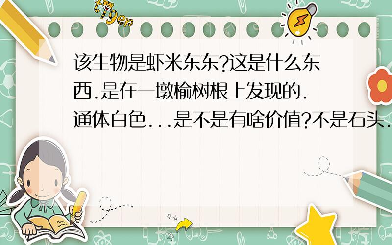 该生物是虾米东东?这是什么东西.是在一墩榆树根上发现的.通体白色...是不是有啥价值?不是石头.是一种菌