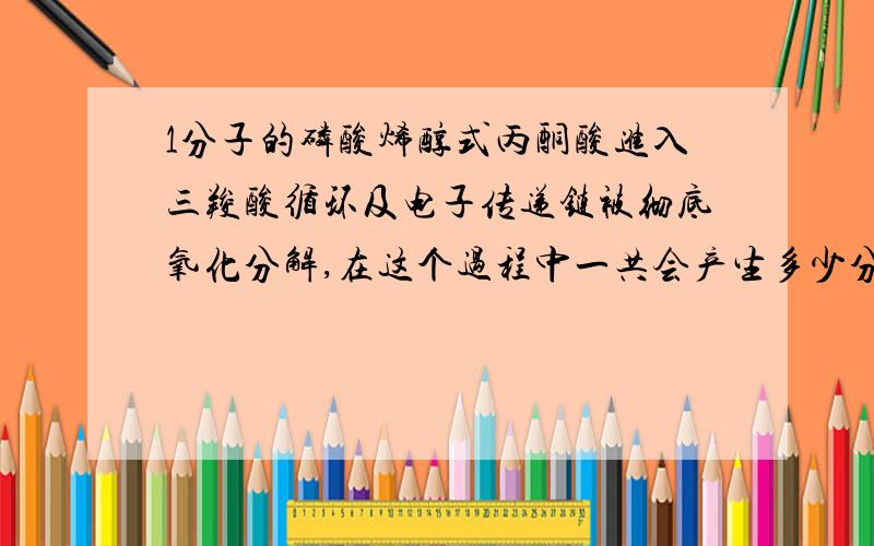 1分子的磷酸烯醇式丙酮酸进入三羧酸循环及电子传递链被彻底氧化分解,在这个过程中一共会产生多少分子ATP写出计算根据.