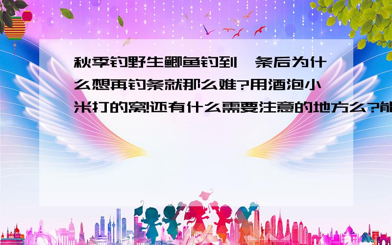 秋季钓野生鲫鱼钓到一条后为什么想再钓条就那么难?用酒泡小米打的窝!还有什么需要注意的地方么?能再详细一些么?