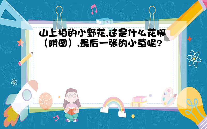 山上拍的小野花,这是什么花啊（附图）,最后一张的小草呢?