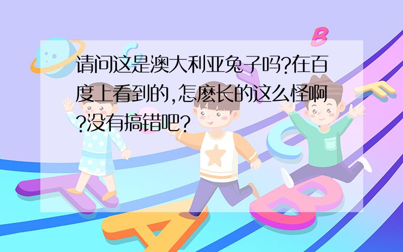 请问这是澳大利亚兔子吗?在百度上看到的,怎麽长的这么怪啊?没有搞错吧?