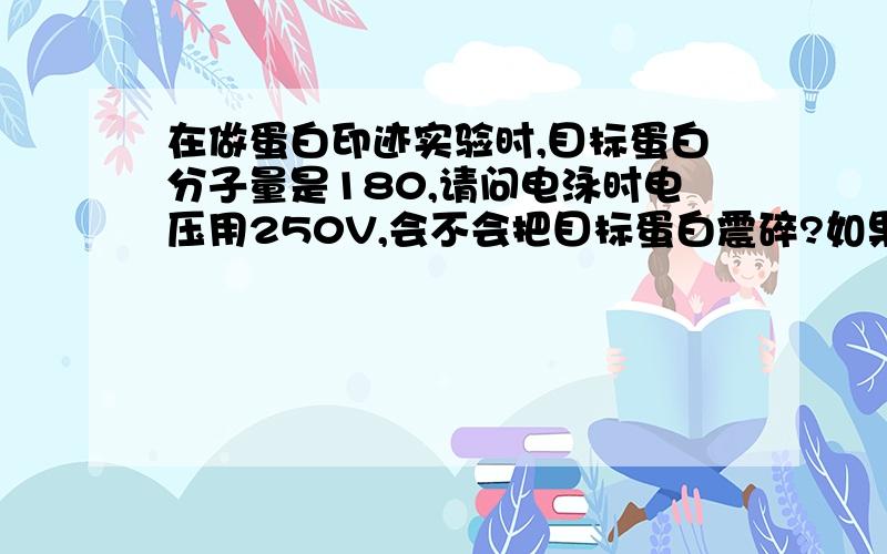 在做蛋白印迹实验时,目标蛋白分子量是180,请问电泳时电压用250V,会不会把目标蛋白震碎?如果不会震碎,跑胶多长时间比较合适?