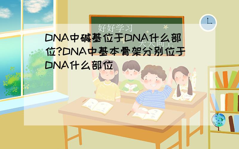 DNA中碱基位于DNA什么部位?DNA中基本骨架分别位于DNA什么部位