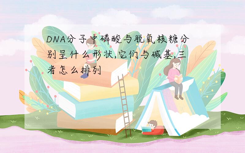 DNA分子中磷酸与脱氧核糖分别呈什么形状,它们与碱基,三者怎么排列