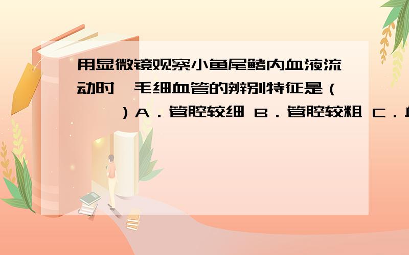 用显微镜观察小鱼尾鳍内血液流动时,毛细血管的辨别特征是（    ）A．管腔较细 B．管腔较粗 C．血液流向心脏 D．管中红细胞成单行通过