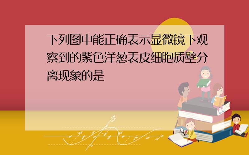 下列图中能正确表示显微镜下观察到的紫色洋葱表皮细胞质壁分离现象的是