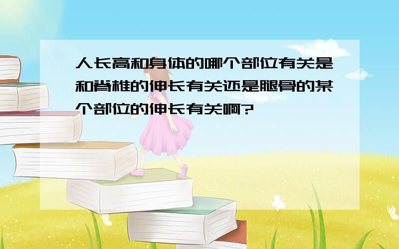 人长高和身体的哪个部位有关是和脊椎的伸长有关还是腿骨的某个部位的伸长有关啊?