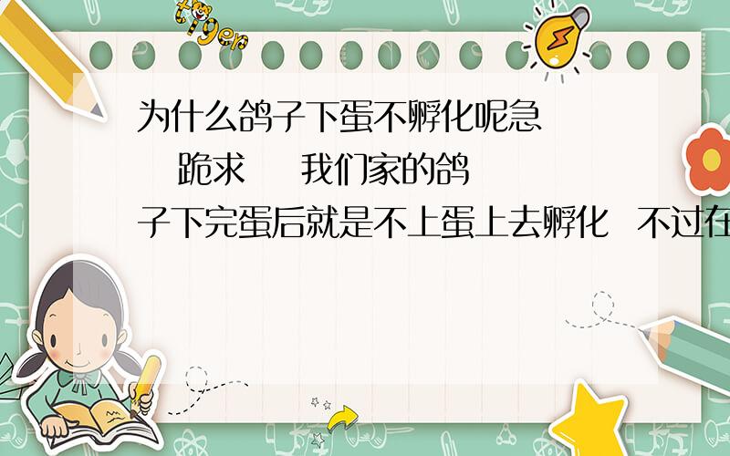 为什么鸽子下蛋不孵化呢急     跪求    我们家的鸽子下完蛋后就是不上蛋上去孵化  不过在他产蛋期间动过他的蛋改良了他的洞穴  然后就不在上面孵化了   如果动了会不会不上去孵化了  那