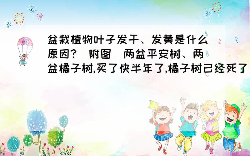 盆栽植物叶子发干、发黄是什么原因?（附图）两盆平安树、两盆橘子树,买了快半年了,橘子树已经死了一盆（每天都落叶,最后落的不能欣赏了,就给扔了）,一直放在屋子里面,大概20天左右浇