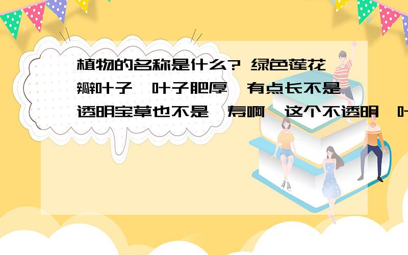 植物的名称是什么? 绿色莲花瓣叶子,叶子肥厚,有点长不是透明宝草也不是姬寿啊,这个不透明,叶片是深绿色的,姬寿或宝草是有点透明的,并且叶宽厚,我这个叶是比较细长点的.麻烦再指教下