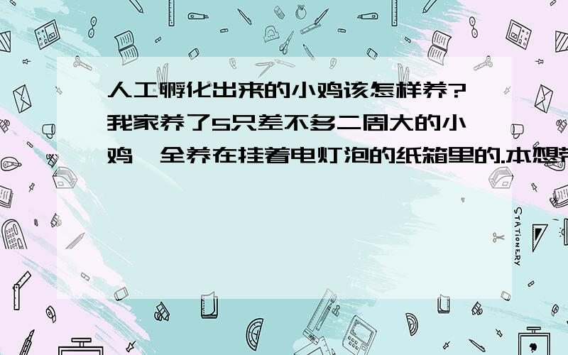 人工孵化出来的小鸡该怎样养?我家养了5只差不多二周大的小鸡,全养在挂着电灯泡的纸箱里的.本想带它们出去玩儿,可后来发现它们真的好脆弱,稍微降一点点的温度都受不了,差点死在外面了