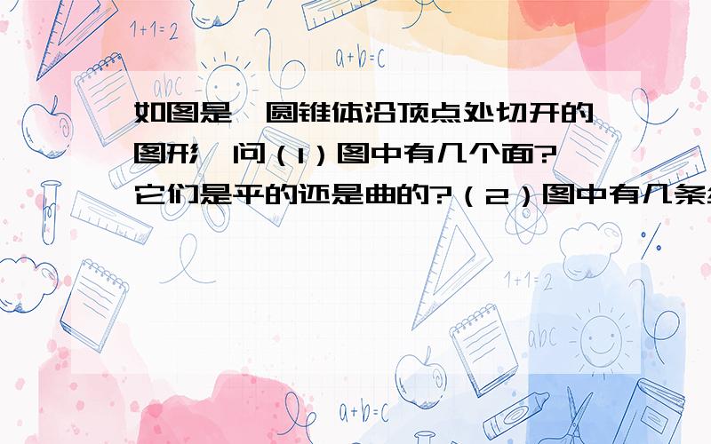 如图是一圆锥体沿顶点处切开的图形,问（1）图中有几个面?它们是平的还是曲的?（2）图中有几条线?（2）图中有几条线?它们是直的还是曲的?（3）图中线与线之间义工有多少个交点?