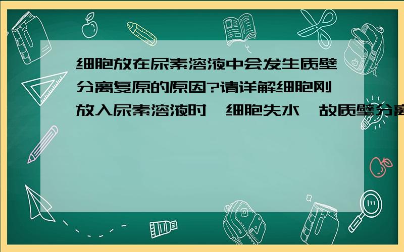 细胞放在尿素溶液中会发生质壁分离复原的原因?请详解细胞刚放入尿素溶液时,细胞失水,故质壁分离；同时尿素慢慢通过自由扩散进入细胞,直到细胞内外尿素浓度相等,但若要质壁分离复原,