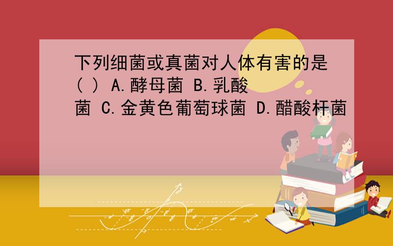 下列细菌或真菌对人体有害的是( ) A.酵母菌 B.乳酸菌 C.金黄色葡萄球菌 D.醋酸杆菌