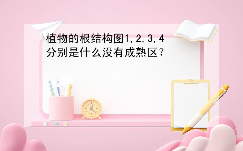 植物的根结构图1,2,3,4分别是什么没有成熟区？